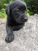 Athena, a female Rottweiler and Golden Retriever for sale in Acworth, GA – 2 of 6