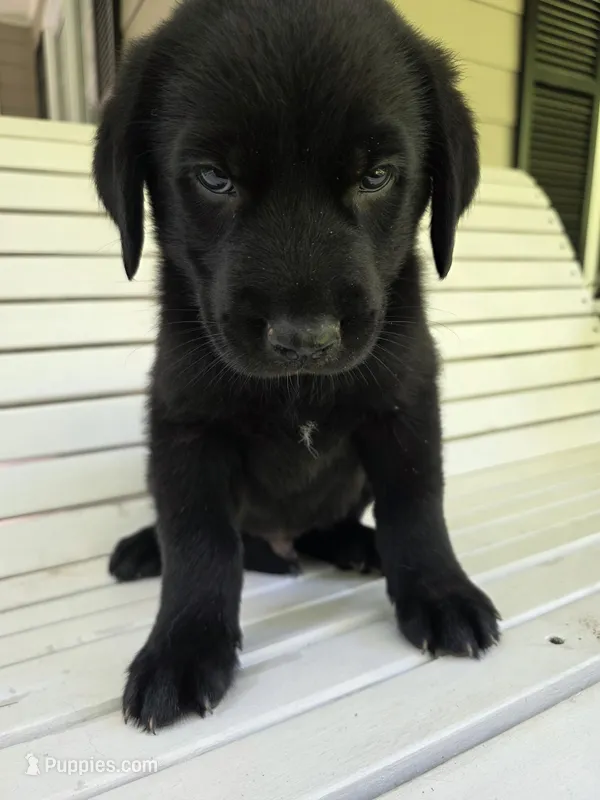 Duke – Rottweiler, Golden Retriever puppy for sale in Acworth, GA