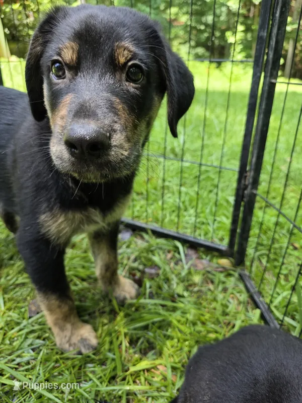 Biscuit  – Rottweiler, Golden Retriever puppy for sale in Acworth, GA