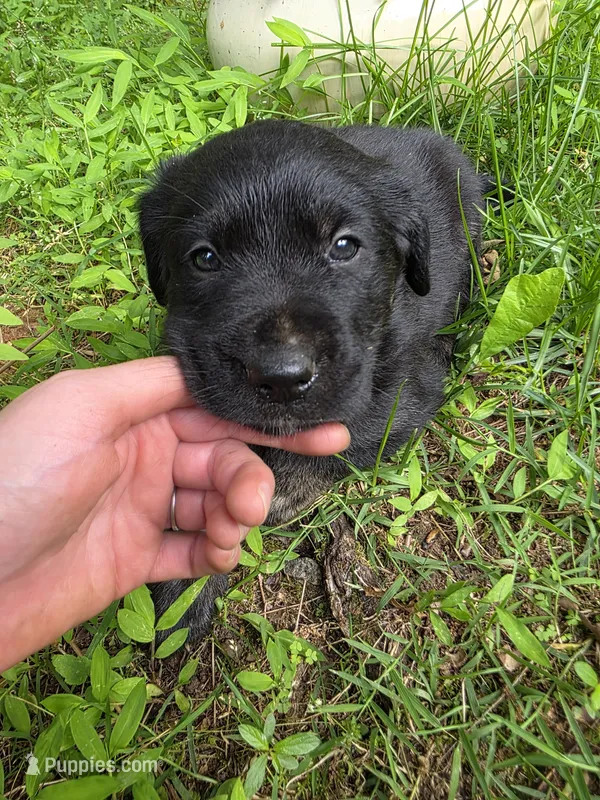 Titan – Rottweiler, Golden Retriever puppy for sale in Acworth, GA