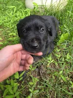 Titan, a male Rottweiler and Golden Retriever for sale in Acworth, GA – 1 of 2