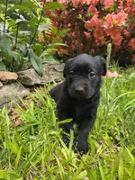 Thor, a male Rottweiler and Golden Retriever for sale in Acworth, GA – 3 of 4