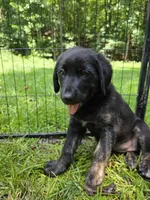 Dotty, a female Rottweiler and Golden Retriever for sale in Acworth, GA – 5 of 5