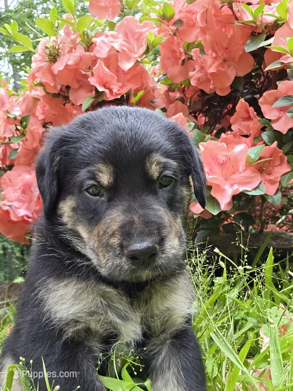 Bear – Rottweiler, Golden Retriever puppy for sale in Acworth, GA