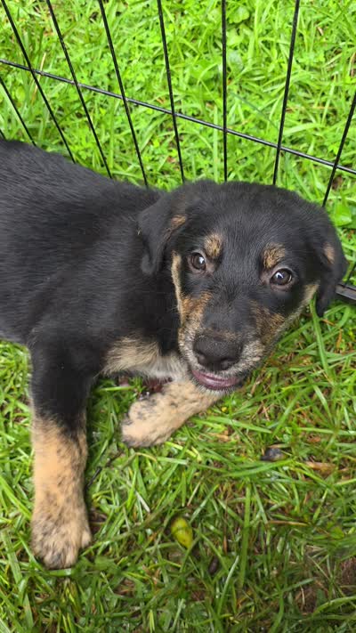 Biscuit , a male Rottweiler and Golden Retriever for sale in Acworth, GA – 3 of 3