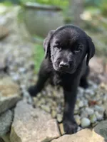 Ranger, a male Rottweiler and Golden Retriever for sale in Acworth, GA – 2 of 3