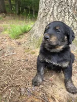 Biscuit , a male Rottweiler and Golden Retriever for sale in Acworth, GA – 2 of 5
