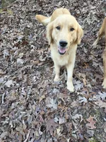 Bella, a female Golden Retriever for sale in Acworth, GA – 3 of 6
