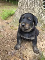 Biscuit , a male Rottweiler and Golden Retriever for sale in Acworth, GA – 4 of 5