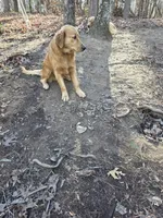 Alex, a male Golden Retriever for sale in Acworth, GA – 2 of 7