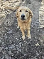 Alex, a male Golden Retriever for sale in Acworth, GA – 3 of 7