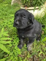 Joy, a female Rottweiler and Golden Retriever for sale in Acworth, GA – 3 of 6