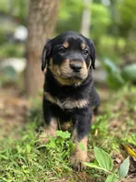 Ranger, a male Rottweiler and Golden Retriever for sale in Acworth, GA – 3 of 5