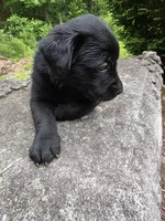 Athena, a female Rottweiler and Golden Retriever for sale in Acworth, GA – 6 of 6