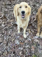 Bella, a female Golden Retriever for sale in Acworth, GA – 1 of 6