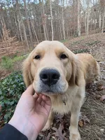 Bella, a female Golden Retriever for sale in Acworth, GA – 2 of 6