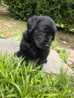 Willow, a female Rottweiler and Golden Retriever for sale in Acworth, GA – 7 of 7
