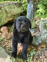 Ace, a male Rottweiler and Golden Retriever for sale in Acworth, GA – 4 of 4