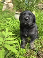 Joy, a female Rottweiler and Golden Retriever for sale in Acworth, GA – 5 of 6