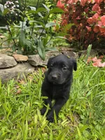 Thor, a male Rottweiler and Golden Retriever for sale in Acworth, GA – 2 of 4