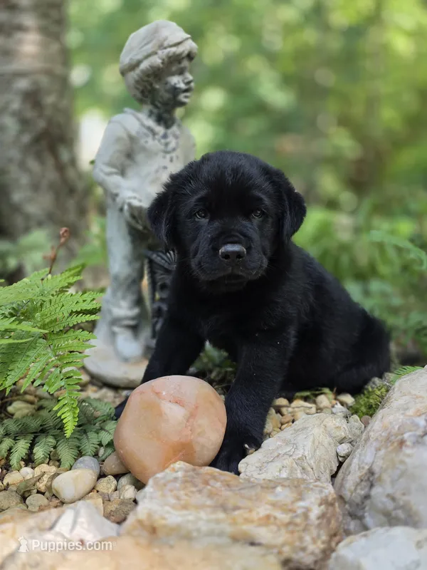 River – Rottweiler, Golden Retriever puppy for sale in Acworth, GA