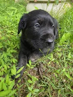 Joy, a female Rottweiler and Golden Retriever for sale in Acworth, GA – 2 of 6