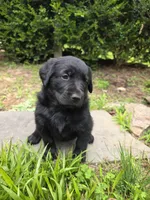 Willow, a female Rottweiler and Golden Retriever for sale in Acworth, GA – 3 of 7