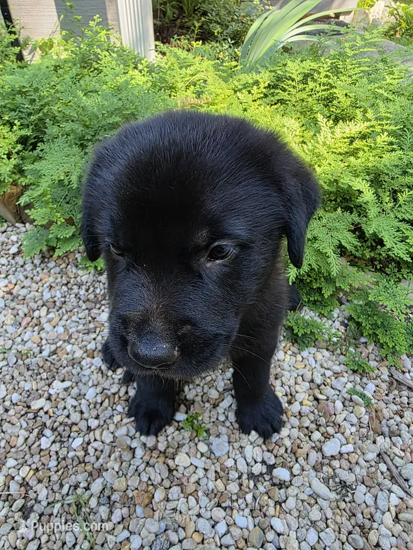 Dakota – Rottweiler, Golden Retriever puppy for sale in Acworth, GA