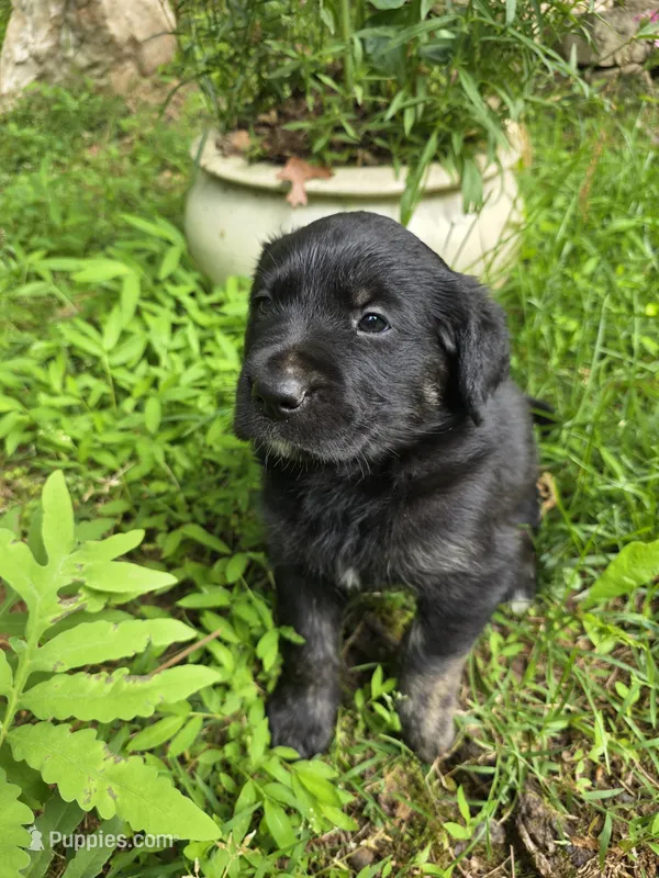 Joy – Rottweiler, Golden Retriever puppy for sale in Acworth, GA