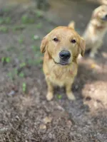 Alex, a male Golden Retriever for sale in Acworth, GA – 5 of 7