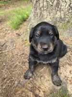 Biscuit , a male Rottweiler and Golden Retriever for sale in Acworth, GA – 3 of 5