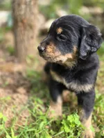 Ranger, a male Rottweiler and Golden Retriever for sale in Acworth, GA – 1 of 5