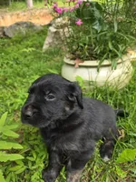 Joy, a female Rottweiler and Golden Retriever for sale in Acworth, GA – 6 of 6