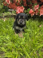 Bear, a male Rottweiler and Golden Retriever for sale in Acworth, GA – 7 of 7