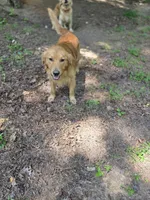 Alex, a male Golden Retriever for sale in Acworth, GA – 4 of 7