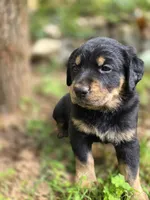 Ranger, a male Rottweiler and Golden Retriever for sale in Acworth, GA – 2 of 5