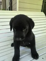 Duke, a male Rottweiler and Golden Retriever for sale in Acworth, GA – 2 of 4