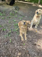 Alex, a male Golden Retriever for sale in Acworth, GA – 6 of 7