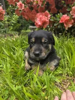 Bear, a male Rottweiler and Golden Retriever for sale in Acworth, GA – 5 of 7