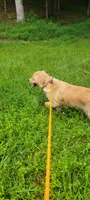 Bella, a female Golden Retriever for sale in Acworth, GA – 5 of 6