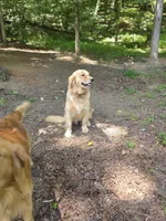 Bella, a female Golden Retriever for sale in Acworth, GA – 4 of 6