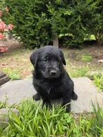 Willow, a female Rottweiler and Golden Retriever for sale in Acworth, GA – 4 of 7