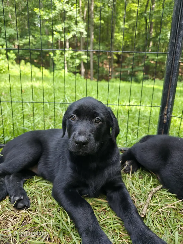 Athena – Rottweiler, Golden Retriever puppy for sale in Acworth, GA