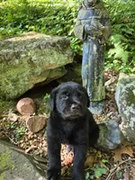 Ace, a male Rottweiler and Golden Retriever for sale in Acworth, GA – 2 of 4