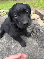 Athena, a female Rottweiler and Golden Retriever for sale in Acworth, GA – 3 of 6