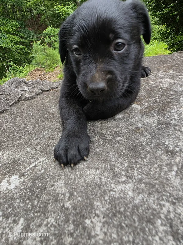 Athena – Rottweiler, Golden Retriever puppy for sale in Acworth, GA