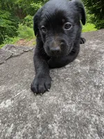 Athena, a female Rottweiler and Golden Retriever for sale in Acworth, GA – 1 of 6