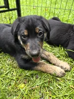 Ranger, a male Rottweiler and Golden Retriever for sale in Acworth, GA – 2 of 3