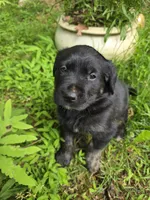 Joy, a female Rottweiler and Golden Retriever for sale in Acworth, GA – 4 of 6
