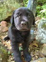 Ace, a male Rottweiler and Golden Retriever for sale in Acworth, GA – 3 of 4